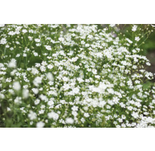 Gipsört med små blommor