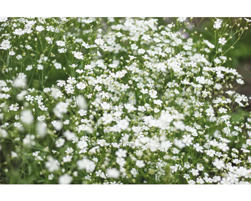 Brudslöja Gypsophila paniculata 10-30cm Co 3L vit