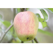 Äpple på träd
