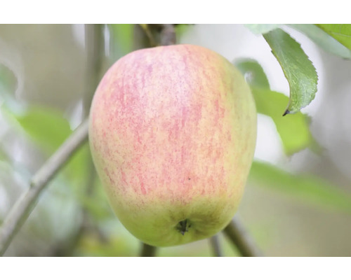 Vinteräpple halvstam FLORASELF Bio Malus domestica 'Finkenwerder' historisk sort 120-150cm Co 7,5L