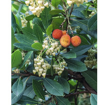 Närbild av ett jordgubbs träd med blad, blommor och frukter