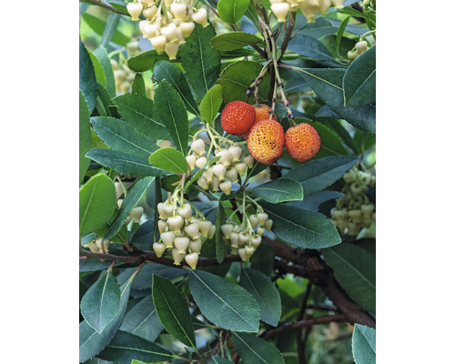 Närbild av ett jordgubbs träd med blad, blommor och frukter