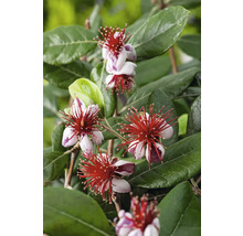 Feijoa växt med blommor och gröna blad.