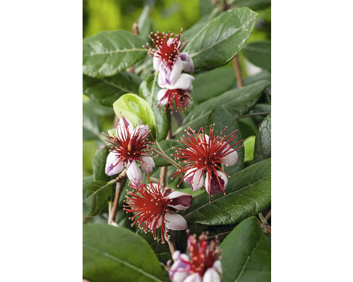 Feijoa växt med blommor och gröna blad.