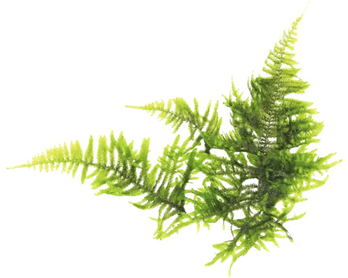 Grön konstgjord ormbunksgren för dekoration