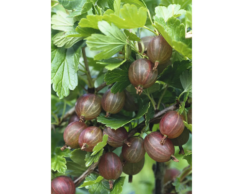 Röda krusbär stam FLORASELF Bio Ribes uva-crispa 'Hinnonmäki röd' ca 140cm Co 5L Mogna krusbär på busken