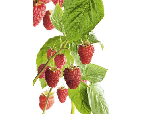 Hallonplanta med mogna frukter och gröna blad