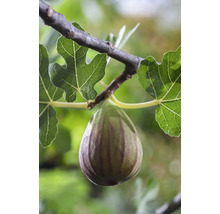 Fikon på gren med blad