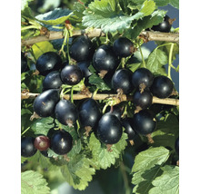 Svarta vinbär på en gren med blad
