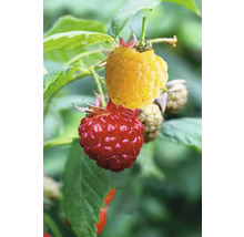 Närbild av röda och gula hallon på en buske