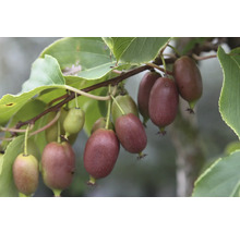 Kiwi-bär på en gren med blad