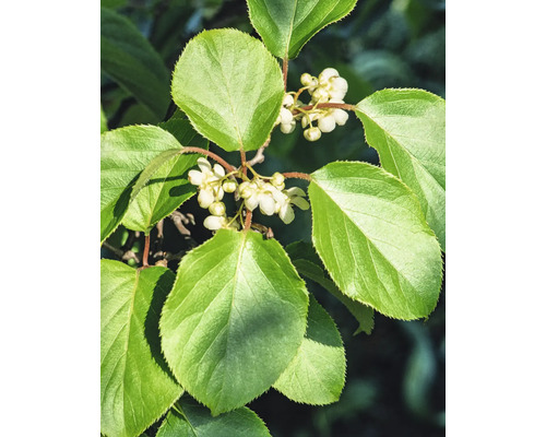 Ekologisk kiwi hona FLORASELF Bio Actinidia arguta 'Super Jumbo' Co 3L