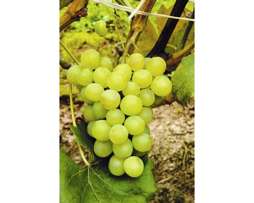 Vinranka FLORASELF Bio Vitis vinifera 'Phoenix' stam 60cm Co 7,5 L