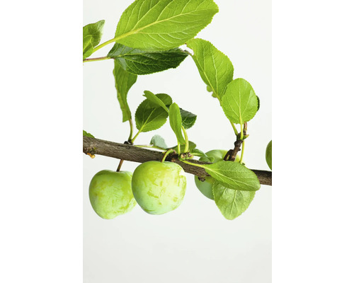 Ekologisk Mirabell halvstam FLORASELF Bio Prunus domestica Mirabelle von Metz stamhöjd ca 120 cm Co 7,5L historisk/gammal sort