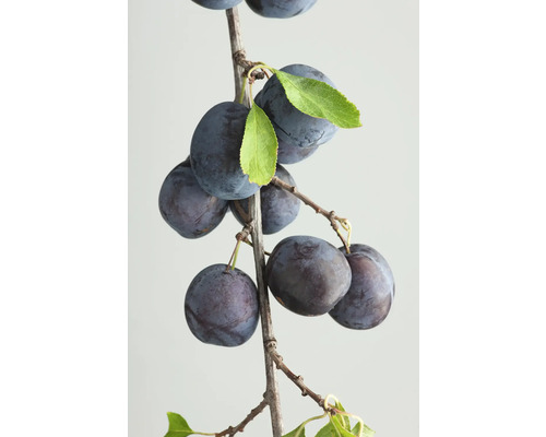 Ekologiskt krikon halvstam FLORASELF Bio Prunus domestica subsp. Insititia stamhöjd ca 120cm Co 7,5L historisk/gammal sort