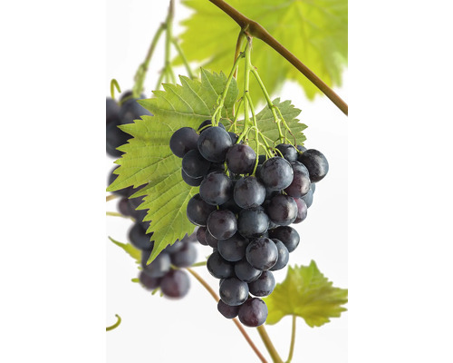 Vinranka FLORASELF Bio Vitis vinifera 'Muscat Bleu' Co 3L
