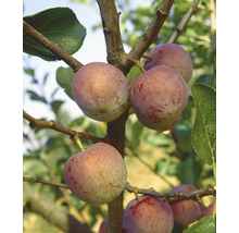 Plommonträd med mogna frukter på grenarna