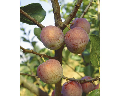 Ekologisk plommon halvstam FLORASELF Bio Prunus persica 'Königin Viktoria' stamhöjd ca 120cm Co 7,5L självbefruktande historisk/gammal sort