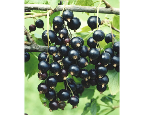 Svarta vinbär stam FLORASELF Bio Ribes nigrum 'Rosenthals' ca 140cm Co 5L