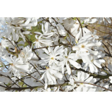 Stjärnmagnolia i full blom