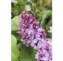 Närbild av en lila syrenblomma med gröna blad.