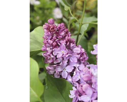 Syren FLORASELF Syringa vulgaris Prince Wolkonsky 60-80cm Co 3L fyllda doftande blommor