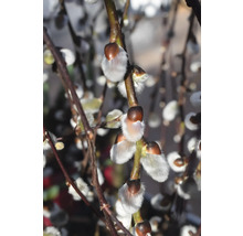 Närbild av blommande videkissar