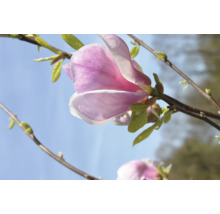Närbild av en rosa magnoliablomma på en gren
