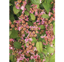Närbild av en Viburnum-buske med blommor och blad