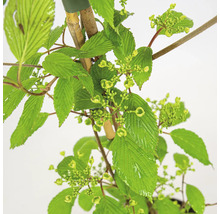 Viburnum växtbild med blad och knoppar.