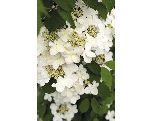 Snöbollsbuske FLORASELF Viburnum plicatum 'Kilimandjaro Sunrise' 60-80cm Co 3L Blomställning av snöbollsbuske med vita blommor och gröna blad