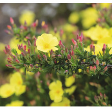 Gul solros med röda blomknoppar.