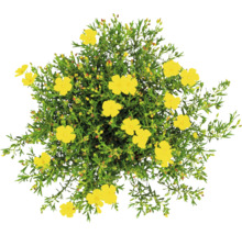 Solros med gula blommor och gröna blad, ovanifrån