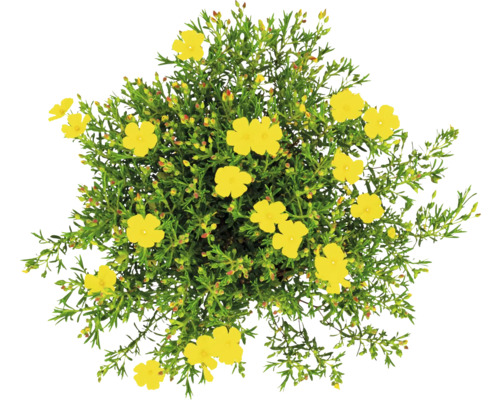 Solros med gula blommor och gröna blad, ovanifrån