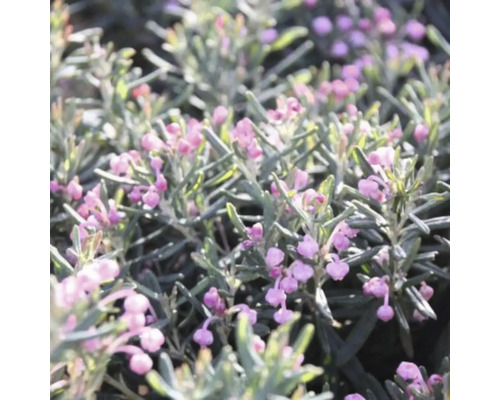 Närbild av en Andinsk kuddväxt med rosa blommor