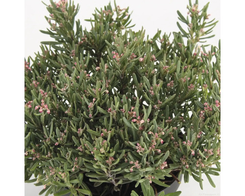 Andromedaväxt med gröna blad och fina blommor