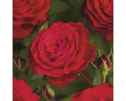 Ädelros FLORASELF Rosa 'Störtebeker' Co 3L fyllda blommor