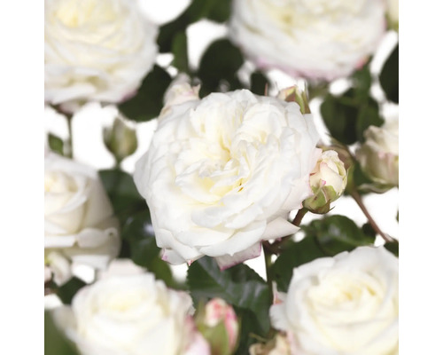 Ros FLORASELF Rosa x Hybride 'Alabaster' stamhöjd 60cm Co 6,5L fyllda blommor Närbild av vita rosenblommor