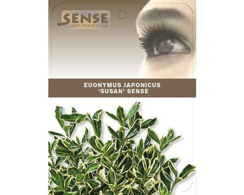 Euonymus japonicus Susan Sense häckväxt i kruka