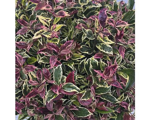 Vinterrosling FLORASELF Leucothoe 'Firestar' 50-60cm Co 5L