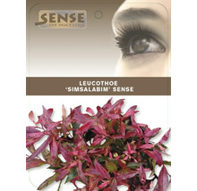 Leucothoe ''Simsalabim'' Sense växt