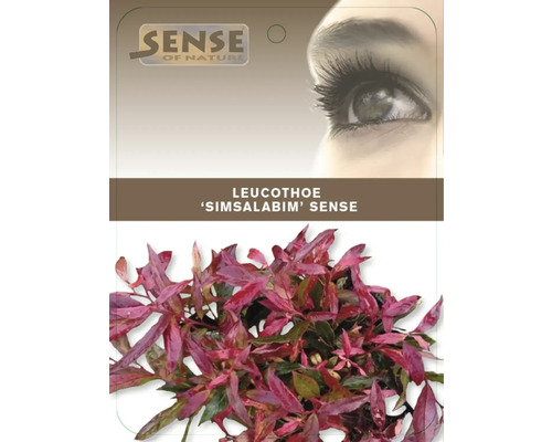 Leucothoe ''Simsalabim'' Sense växt