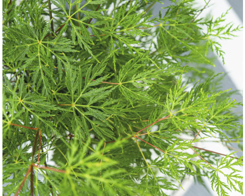 Japansk lönn FLORASELF Acer palmatum 'Dissectum' 80-100cm Co 6,5L