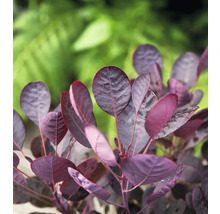 Närbild av ett perukbuske med mörka blad