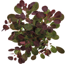 Perukbuske med gröna och röda blad uppifrån