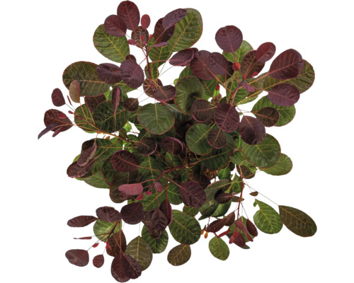 Perukbuske med gröna och röda blad uppifrån