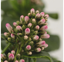 Närbild av en japansk Pieris med rosa blomknoppar
