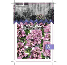 Växtetikett Escallonia Laevis ''Pink Elle''