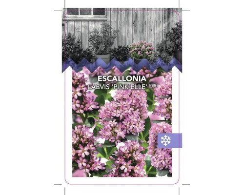 Växtetikett Escallonia Laevis ''Pink Elle''