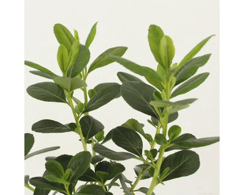 Städsegrön buske med ovala blad för trädgården